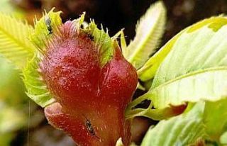 Orman katili gal arısına karşı 2 bin 500 faydalı...