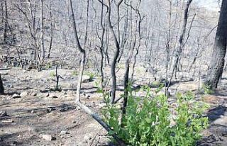 Orman yangınında küle dönen bölgede kendiliğinden...