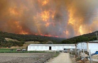 Orman yangınındaki alevler, hayvan çiftliklerine...