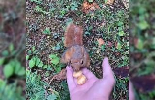 Ormanda karşılaştıkları sincabı elleri ile besledi