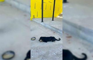 Osmaneli’nde aracın çarptığı köpek ameliyat...