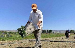 (ÖZEL) Eskişehirli çiftçinin alın teri kuraklığa...