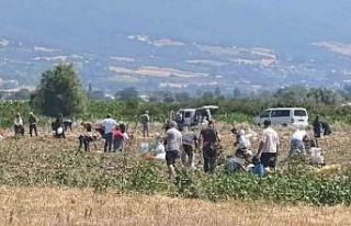 Patates tarlasındaki ürünleri ücretsiz dağıttı