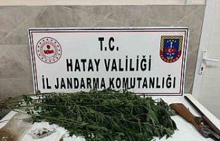 Payas’ta evinin bahçesinde hint keneviri yetiştiren...