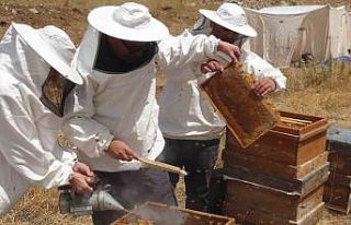 Petekler balla doldu: Sıfır rakımda başlayan sezon...