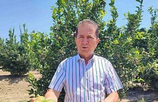 Rekor sıcaklar narenciye ürünlerinde yanıklar...