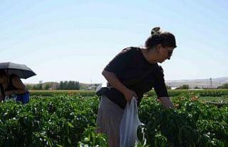 Rekor sıcaklara rağmen Ayaş domatesinin hasadı...