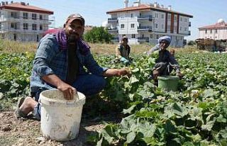 Rekor sıcaklara rağmen Çubuk’ta turşuluk salatalık...