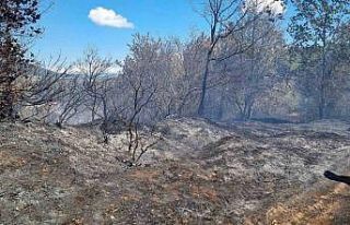 Sakarya’da ormanlık alanda çıkan yangın büyümeden...