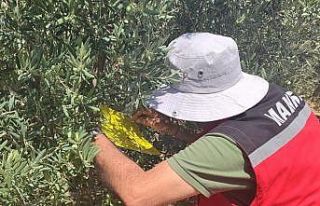 Salihli İlçe Tarımdan ‘zeytin sineği’ uyarısı
