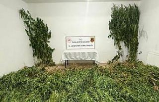 Şanlıurfa’da 2 kilo esrar ile 555 kök kenevir...