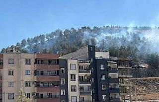 Şanlıurfa’da ağaçlık alanda çıkan yangın...