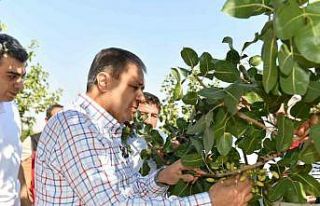 Şanlıurfa’da boz fıstık hasadı başladı