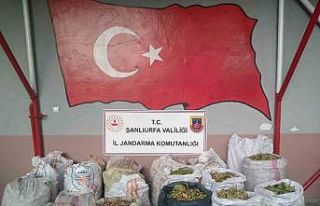 Şanlıurfa’da fıstık hırsızlığına 13 gözaltı