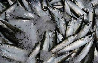 Sardalya yaşlanmayı geciktiriyor