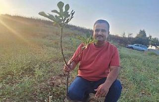 Sarıgöl’de sarılop incir üretimi yaygınlaşıyor