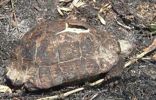 Sarıyer’de ormanlık alanda çıkan yangın kontrol...