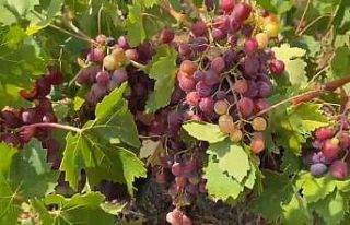 Şarköy’ün Gardinal Üzümünün hasadı başladı