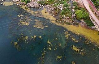 Seyhan Nehri yosun akınına uğradı, çöplerle...