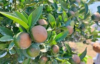 Sıcağın yaktığı narenciyelerde ‘Akdeniz Meyve...