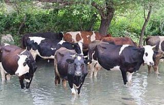 Sıcaklar bunalttı, hayvanlar suya girerek serinledi