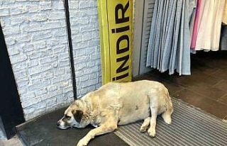 Sıcaktan bunalan köpek çareyi klimanın altına...