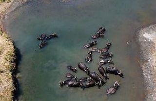 Sıcaktan bunalan mandaların banyo keyfi