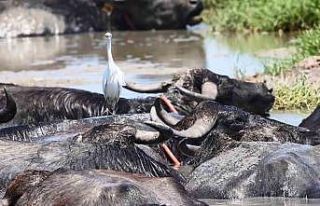 Sıcaktan bunalan mandaların deltadaki serinleme...