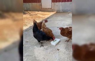Sıcaktan bunalan tavuklarını Maraş dondurması...
