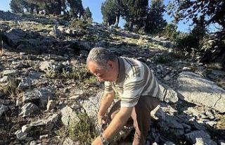 Şifalı taş kekiği için bin 800 rakımlı yaylaya...