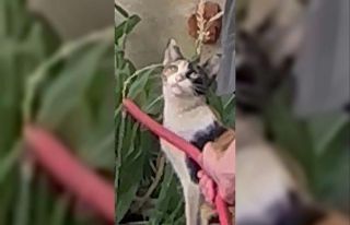 Siirt’te sıcaktan bitkin düşen kediye güvenlik...