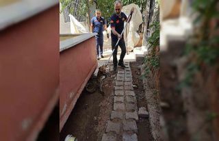 Siirt’te tilki evin bahçesine girdi