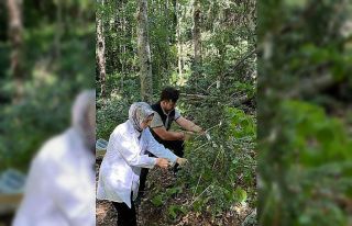 Şimşir Güvesine karşı biyolojik mücadele: 5...