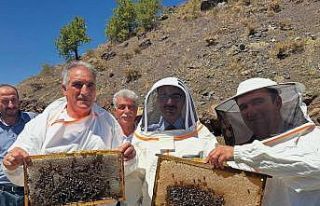 Sincik’te bal hasadı başladı