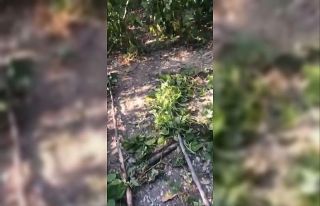 Sinop’ta ayı tedirginliği