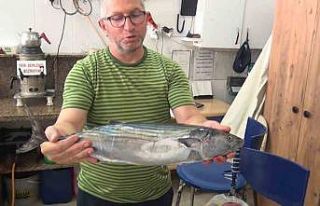 Sinop’ta tezgahlara sezonun ilk torik balığı...