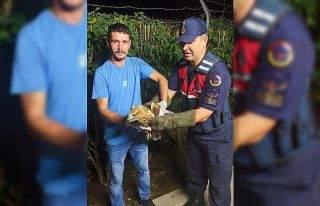 Sinop’ta yaralı şahine jandarma şefkati