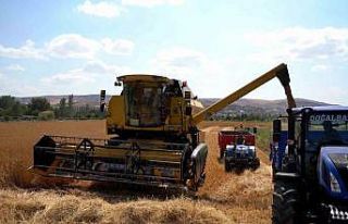 Sivas Cumhuriyet Üniversitesi’nde hasat bereketi...