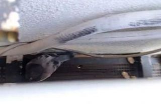 Sivas’ta klima havalandırmasına sıkışan güvercini...