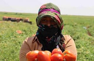 Siverek’te üretilen domatesler kurutularak dünyaya...