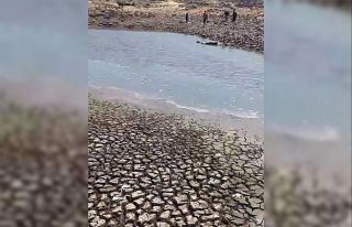 Siverek’teki gölette sular çekildi, balıklar...