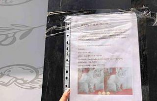 Sokak sokak kaybolan kedisini ararken duyarsız vatandaşların...