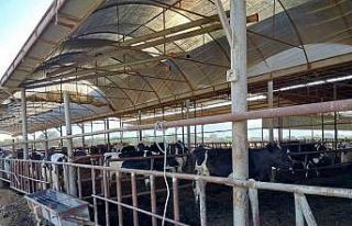 Söke’de hastalıktan ari işletmeler denetlendi