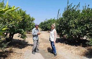 Söke’de narenciye bahçeleri kontrol edildi