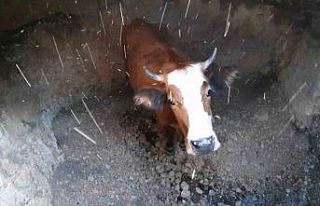 Su kuyusuna düşen inek için kurtarma operasyonu