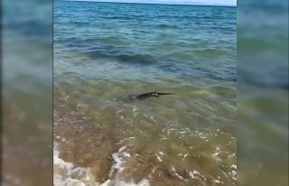 Su samurunun deniz keyfi, tatilciler tarafından görüntülendi