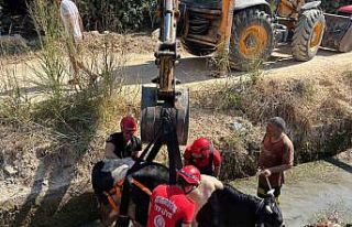 Sulama kanalına düşen inek itfaiye ekiplerince...