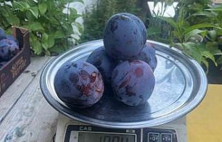 Süleymanlı Yaylasında yetişen eriklerin 5 adedi...