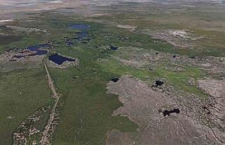 Sultan Sazlığı kuş değil tilki cenneti oldu