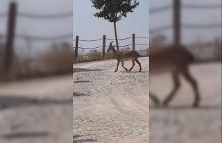 Tarihi Harput Mahallesi’nde dağ keçileri görüldü